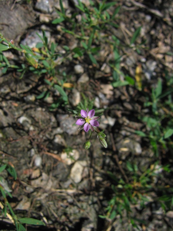 Spergularia rubra